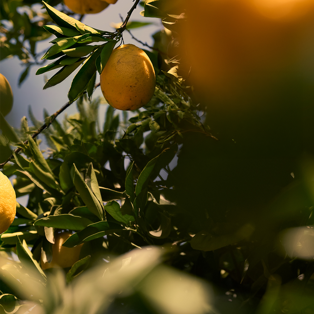 L'Occitane aus der Haute-Provence bei F.X. Miller Regensburg